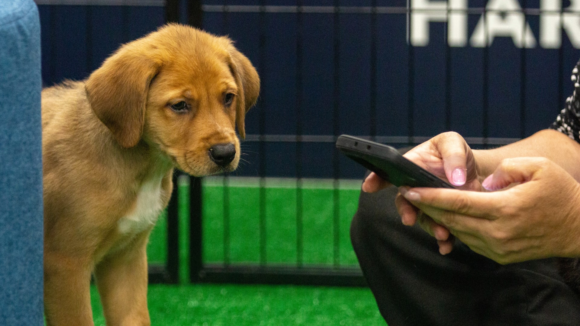 Brown Lab puppy Uno curiously watches an attendee texting. (Mauro Whiteman/SHRM)