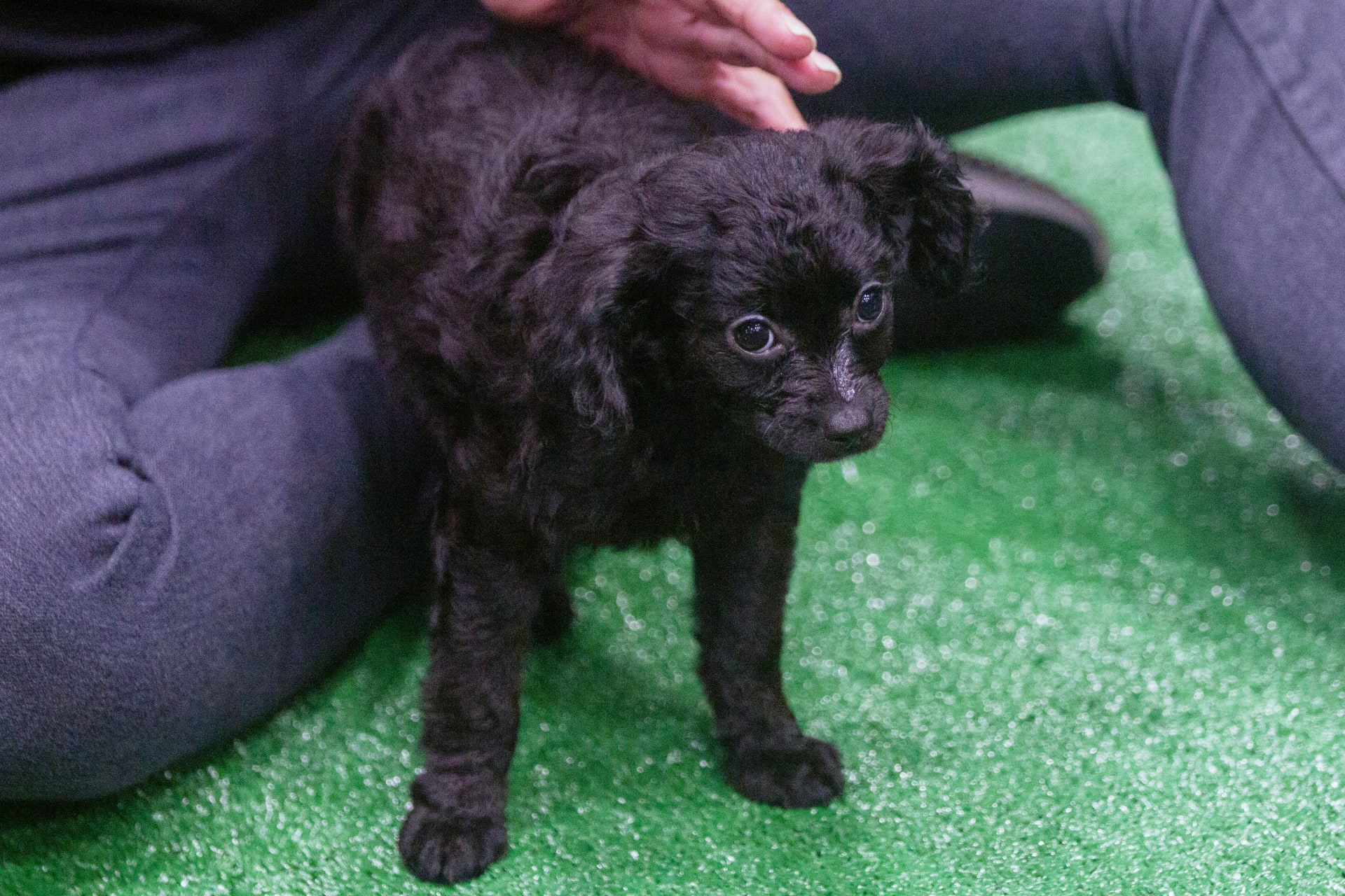 Spaniel puppy Tinker Bell. (Mauro Whiteman/SHRM)