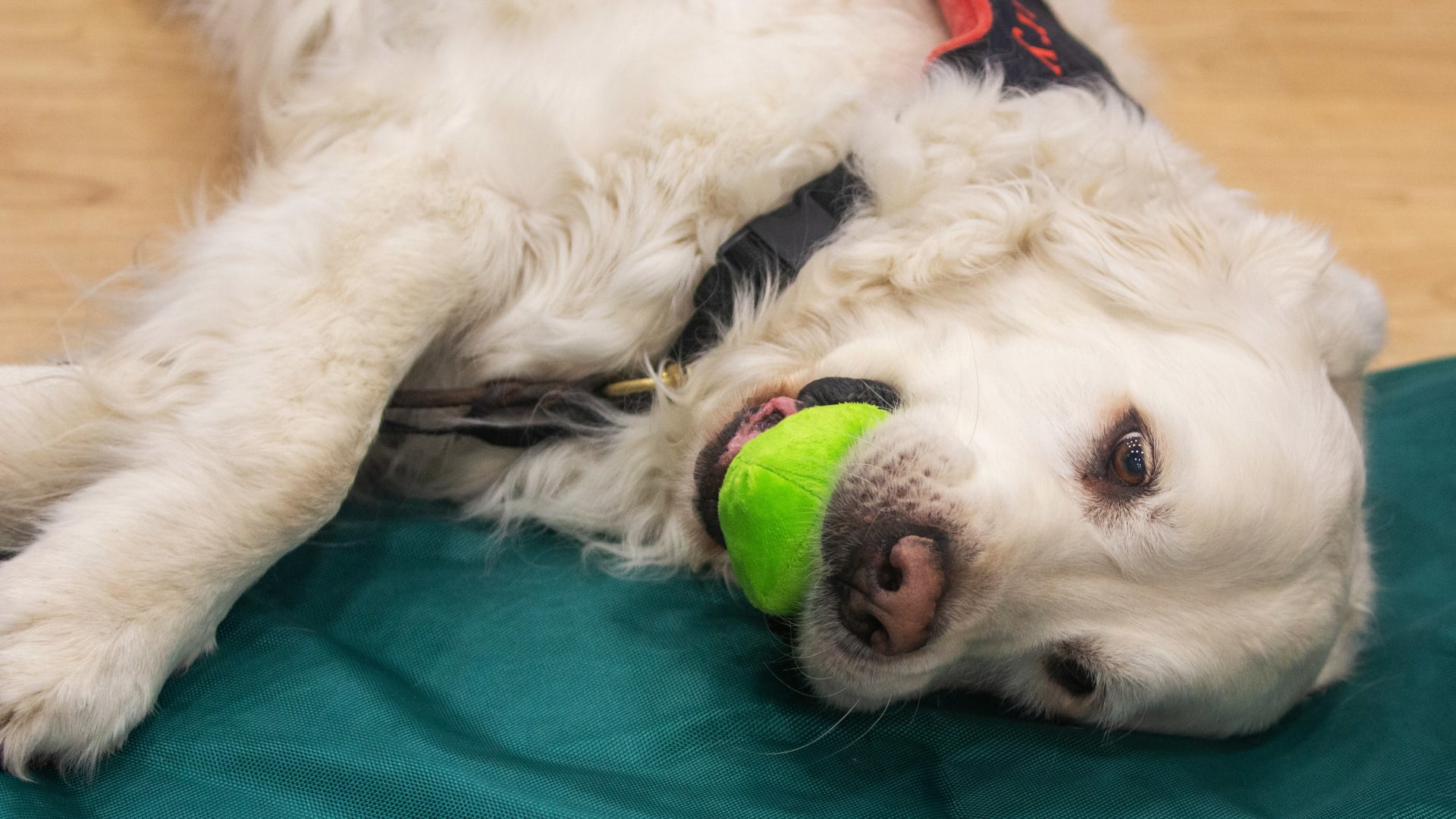 Yellow Lab Henry enjoys a toy at the Cesar booth. (Mauro Whiteman/SHRM)