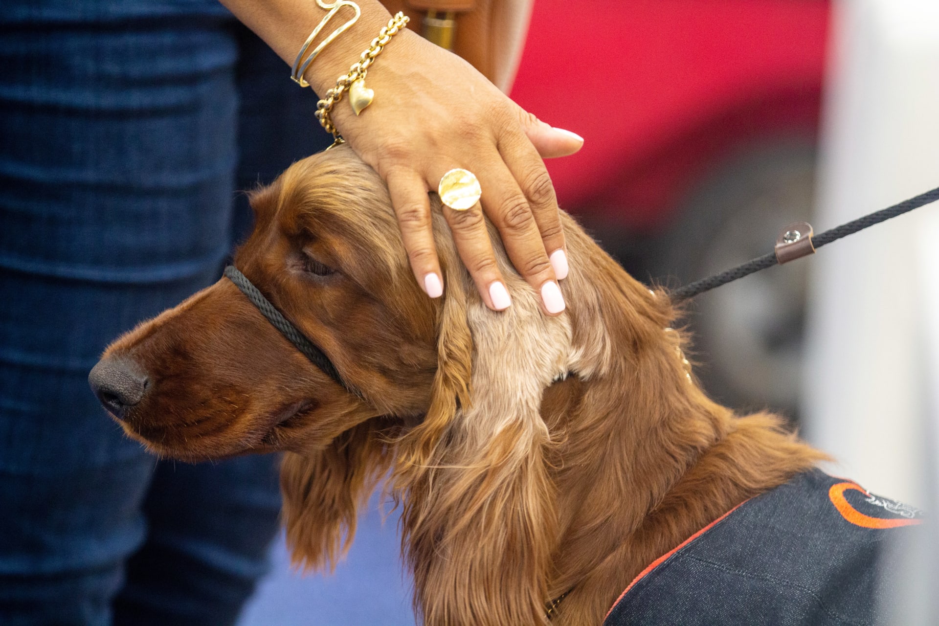 Irish setter O'Malley gets petted at the Cesar booth. (Mauro Whiteman/SHRM)
